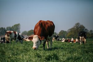 Fen Farm's free-ranging Montbeliarde cows