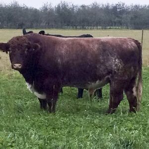 Aberdeen Angus Heifer grazing on Welney Wash