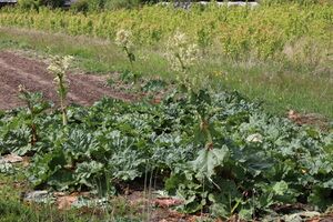 A patch of rhubarb flowering and going to seed - still perfectly edible